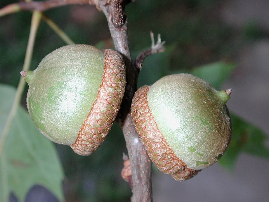 Fagaceae Quercus palustris