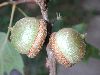 image of Quercus palustris