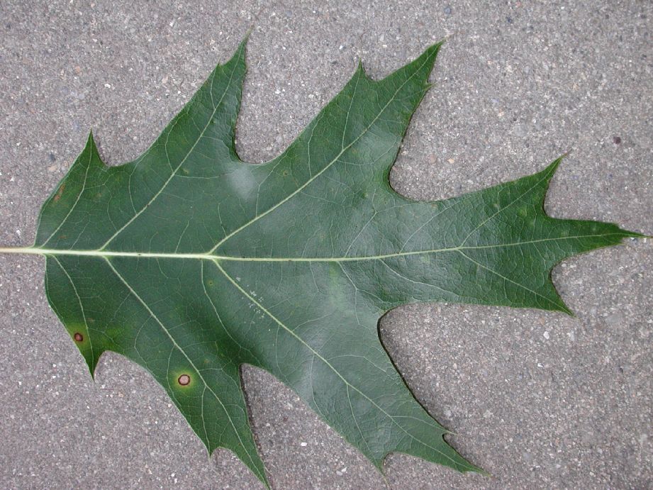 Fagaceae Quercus palustris