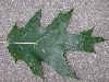 image of Quercus palustris