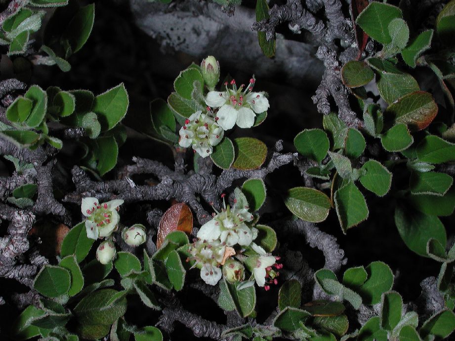 Rosaceae Amelanchier denticulata