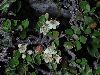 image of Amelanchier denticulata