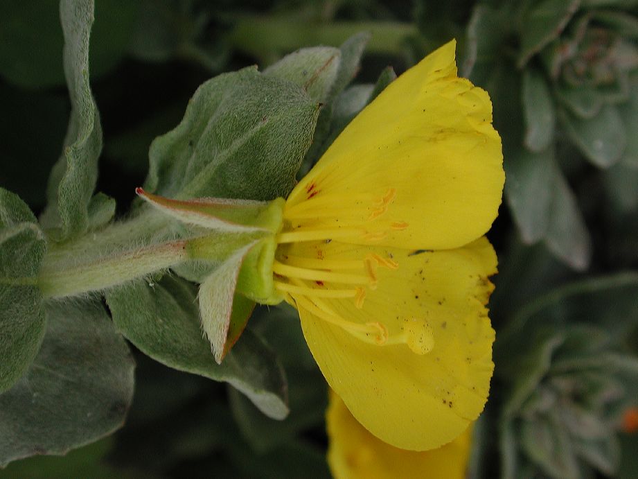Onagraceae Camissonia cheiranthifolia
