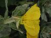 image of Camissonia cheiranthifolia