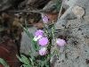 image of Polygala obscura