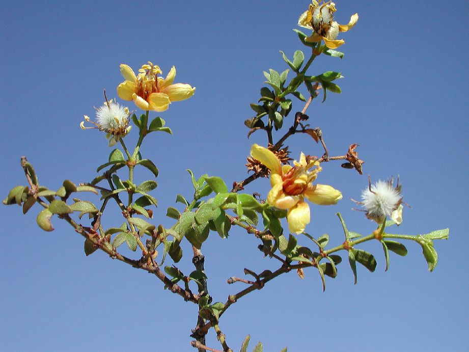 Zygophyllaceae Larrea tridentata