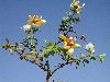 image of Larrea tridentata