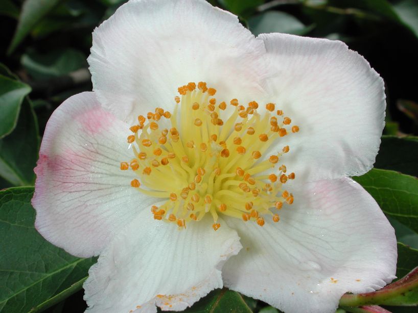 Theaceae Stewartia sinensis