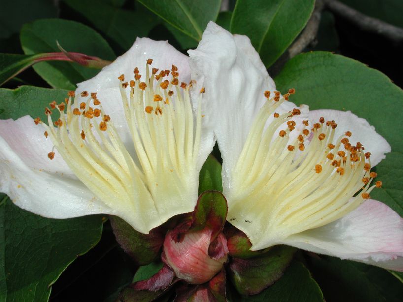Theaceae Stewartia sinensis
