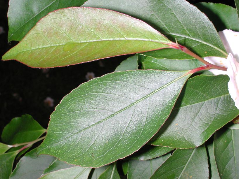 Theaceae Stewartia sinensis