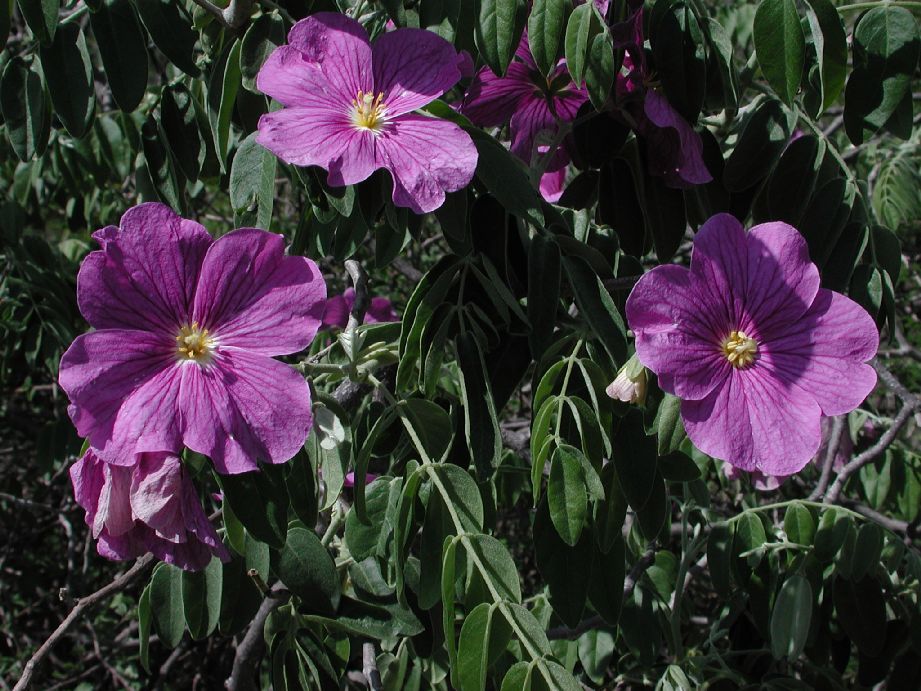 Zygophyllaceae Morkillia mexicana