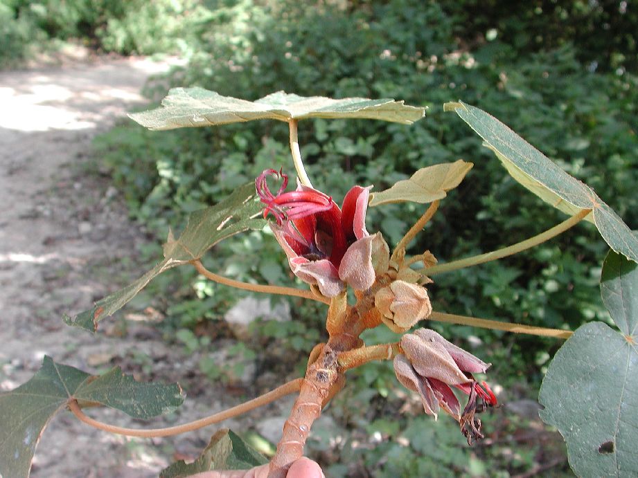 Bombacaceae Chiranthodendron pentadactylon