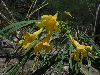 image of Astianthus viminalis