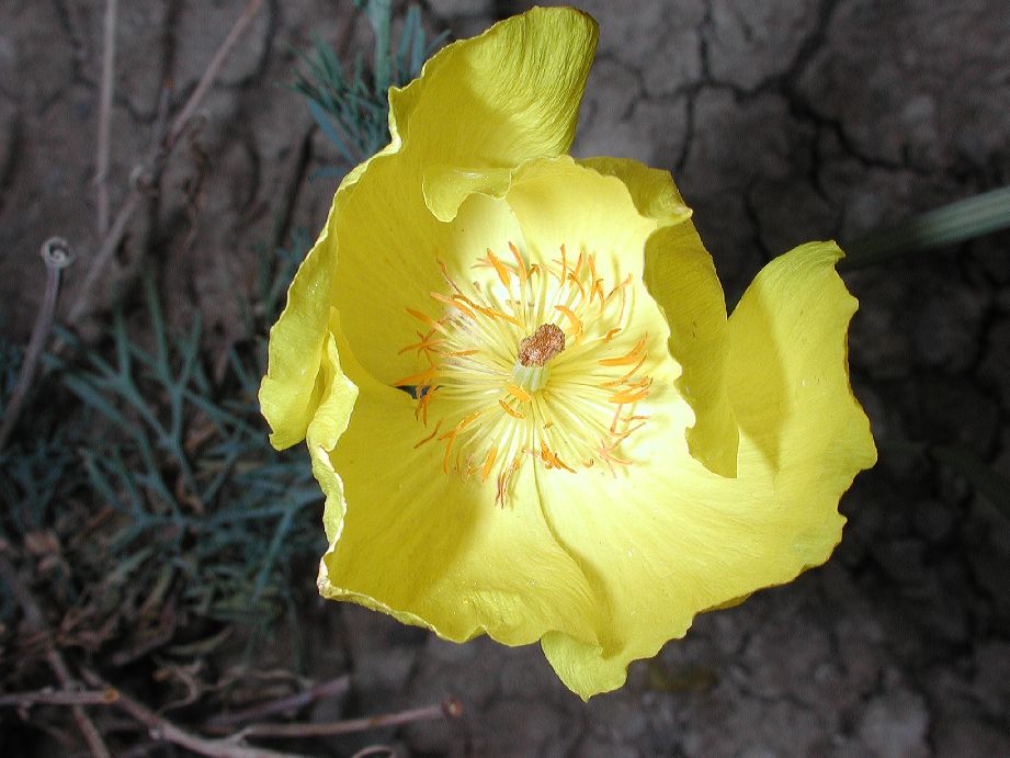 Papaveraceae Hunnemannia fumariaefolia