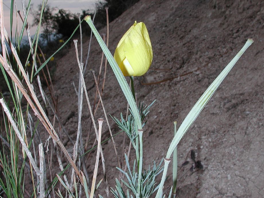 Papaveraceae Hunnemannia fumariaefolia
