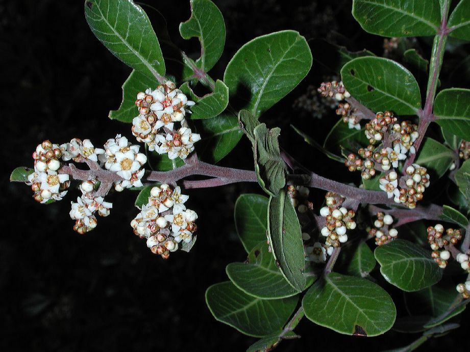 Anacardiaceae Rhus standleyi
