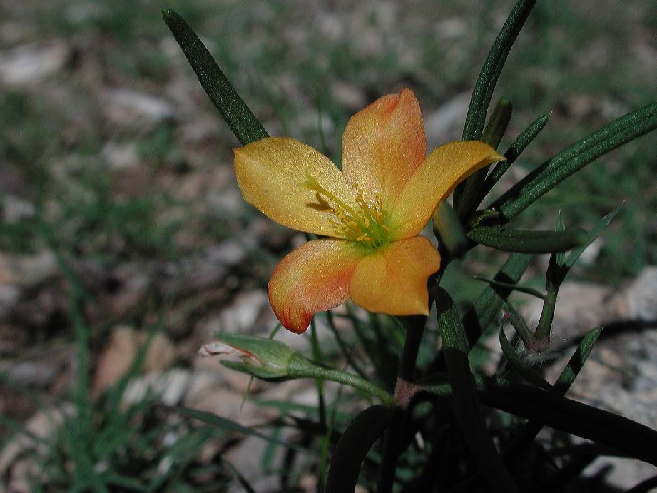 Talinaceae Talinum oligospermum