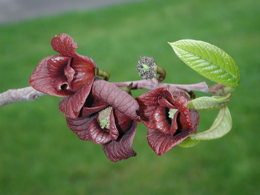 Annonaceae Asimina triloba
