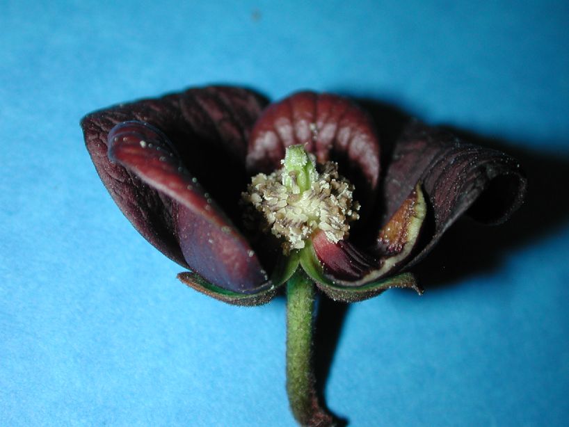 Annonaceae Asimina triloba