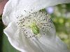 image of Davidia involucrata