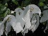 image of Davidia involucrata