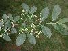 image of Euonymus hamiltonianus