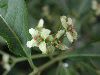 image of Euonymus hamiltonianus