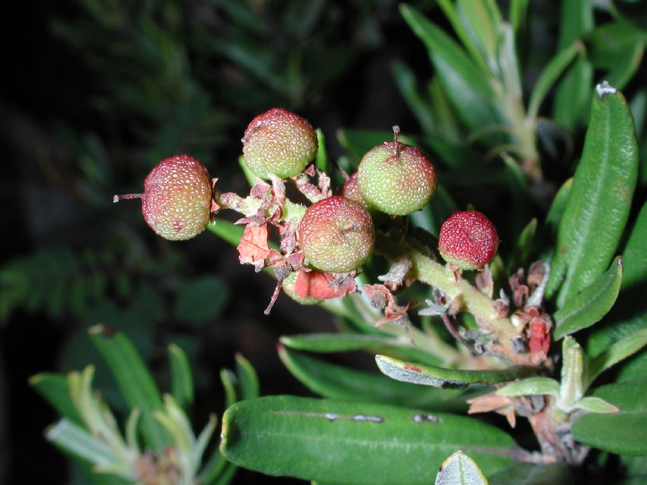 Ericaceae Comarostaphylis polifolia