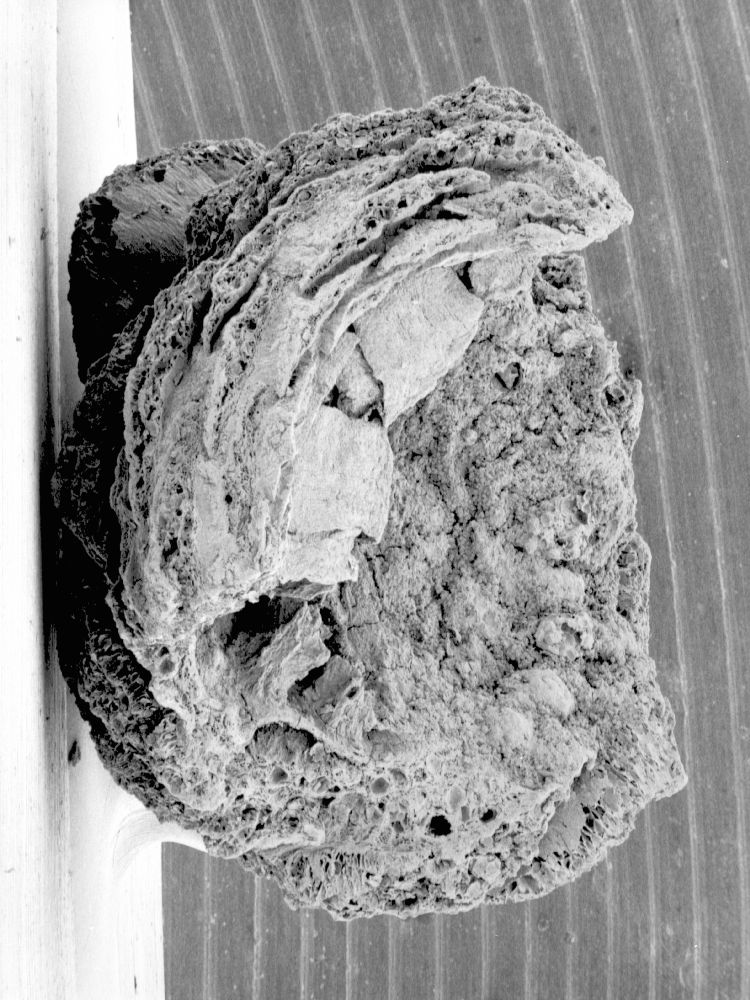 Nymphaeaceae Microvictoria svitkoana