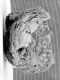 image of Microvictoria svitkoana