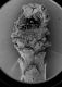image of Microvictoria svitkoana