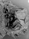 image of Microvictoria svitkoana