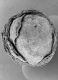 image of Microvictoria svitkoana