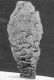 image of Microvictoria svitkoana