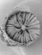 image of Microvictoria svitkoana