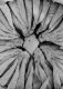image of Microvictoria svitkoana