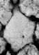 image of Microvictoria svitkoana