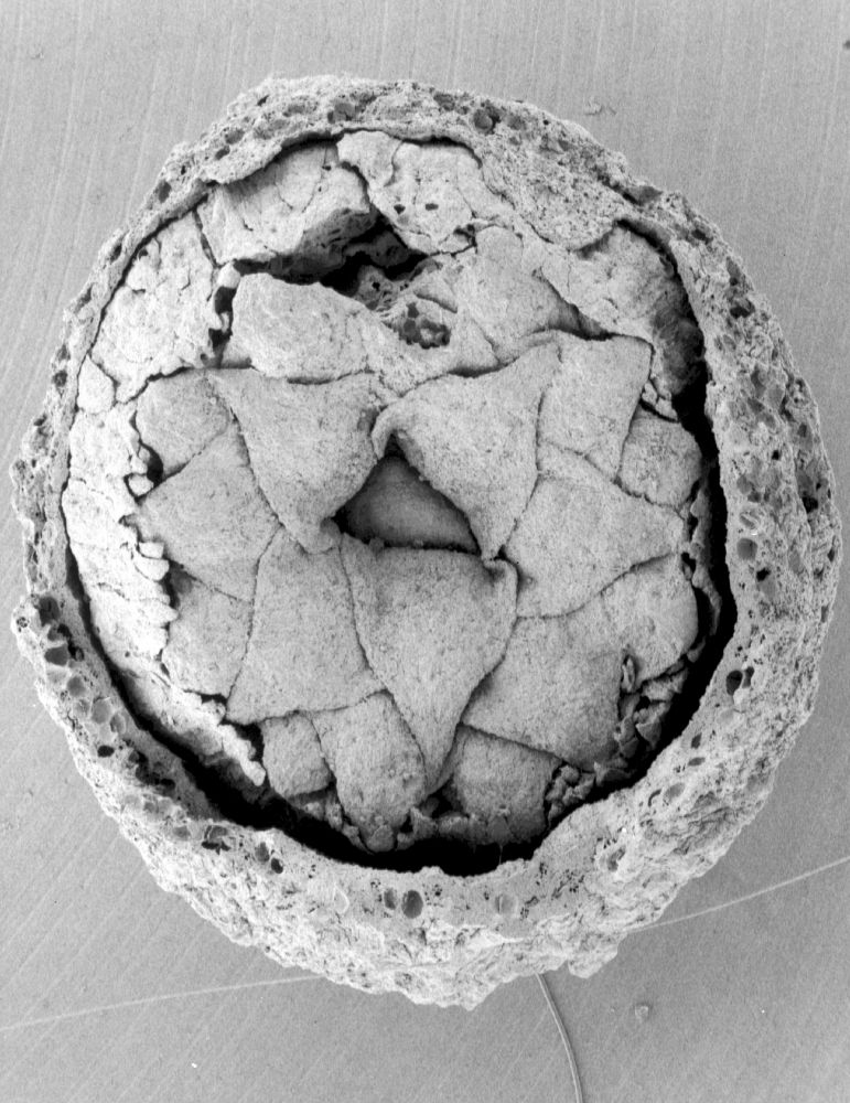 Nymphaeaceae Microvictoria svitkoana