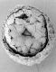 image of Microvictoria svitkoana