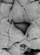 image of Microvictoria svitkoana