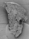 image of Microvictoria svitkoana