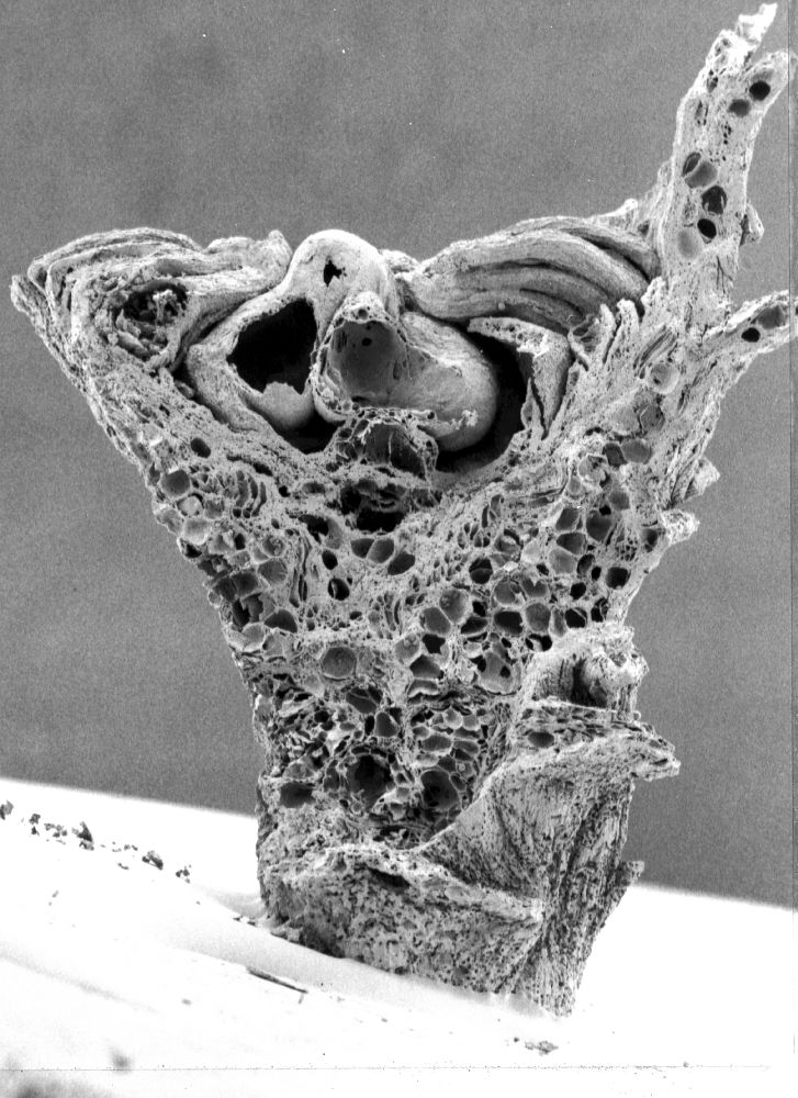 Nymphaeaceae Microvictoria svitkoana