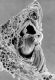 image of Microvictoria svitkoana