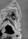image of Microvictoria svitkoana