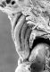 image of Microvictoria svitkoana