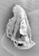 image of Microvictoria svitkoana