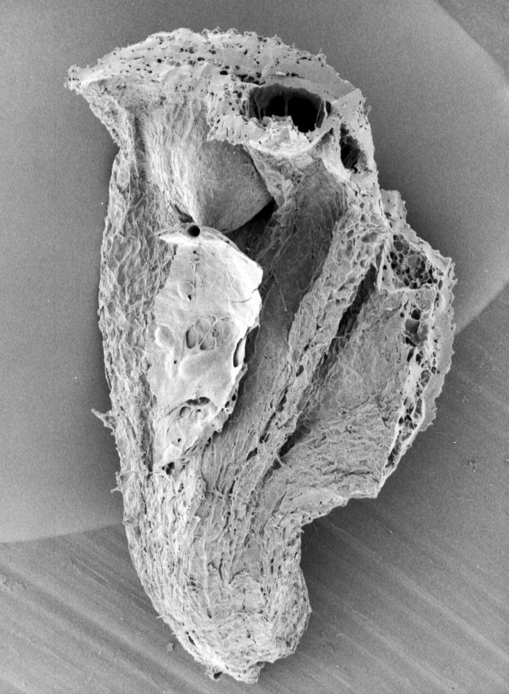 Nymphaeaceae Microvictoria svitkoana