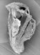 image of Microvictoria svitkoana