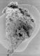 image of Microvictoria svitkoana