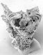 image of Microvictoria svitkoana